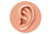 Ear organ hearing human