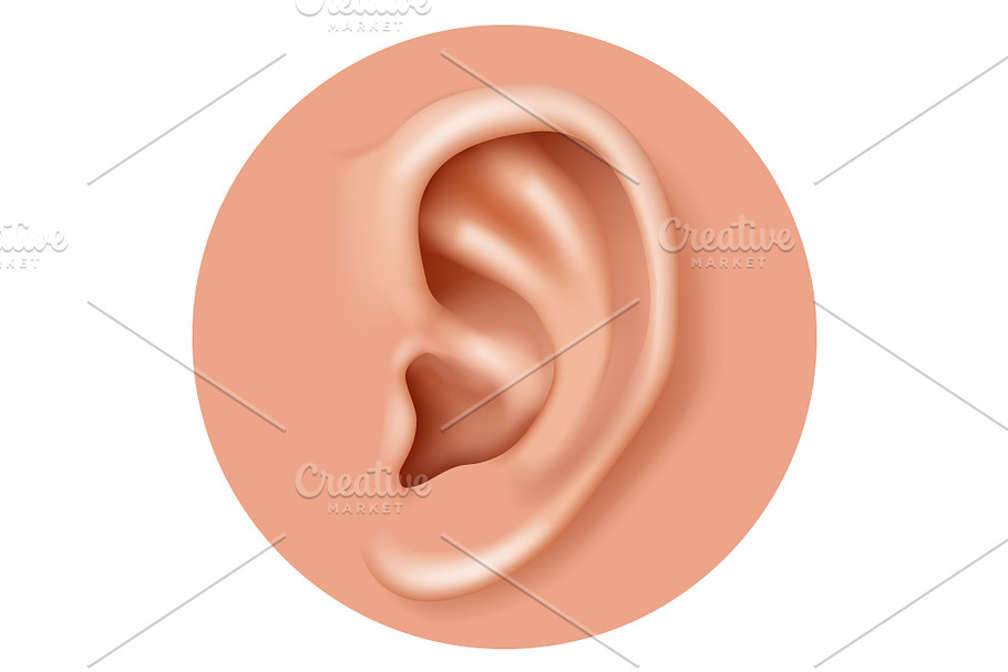 Ear organ hearing human in Illustrations - product preview 8