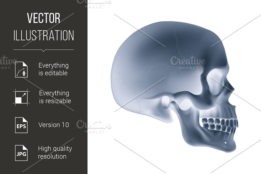 Human Skull in Graphics - product preview 8
