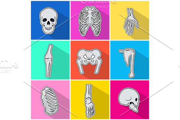 Skelet Icons. Types of Bones on