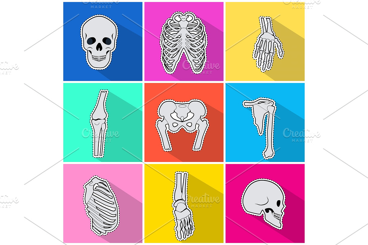 Skelet Icons. Types of Bones on in Illustrations - product preview 8