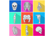 Skelet Icons. Types of Bones on