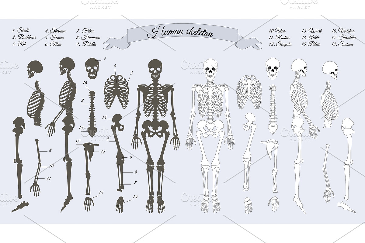 Human Skeleton. White and Black in Illustrations - product preview 8