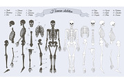 Human Skeleton. White and Black