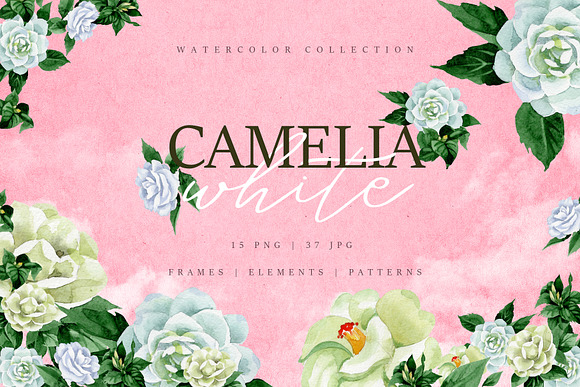 Camelia white Watercolor png   in Illustrations - product preview 2