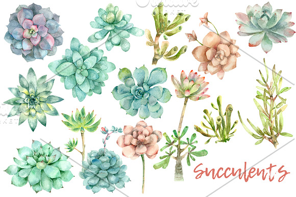 Succulent and Cactus collection in Illustrations - product preview 1