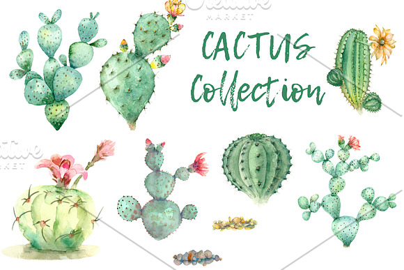 Succulent and Cactus collection in Illustrations - product preview 2