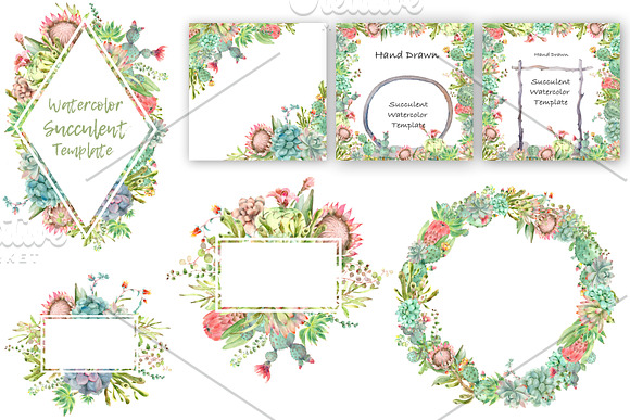 Succulent and Cactus collection in Illustrations - product preview 7
