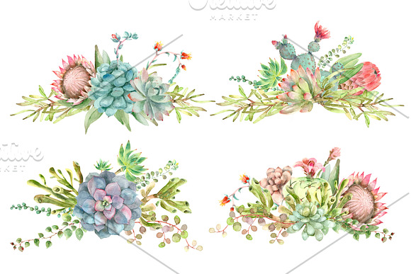 Succulent and Cactus collection in Illustrations - product preview 9