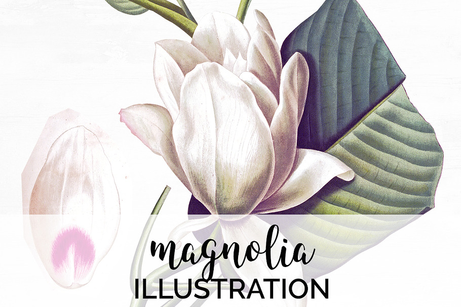 White Magnolia Vintage Flowers in Illustrations - product preview 8