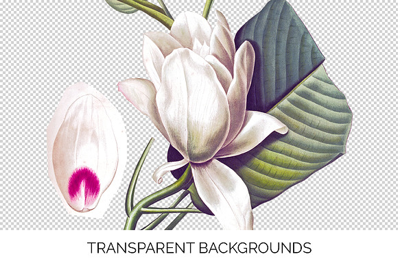 White Magnolia Vintage Flowers in Illustrations - product preview 2