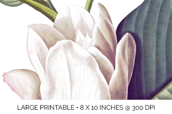 White Magnolia Vintage Flowers in Illustrations - product preview 4