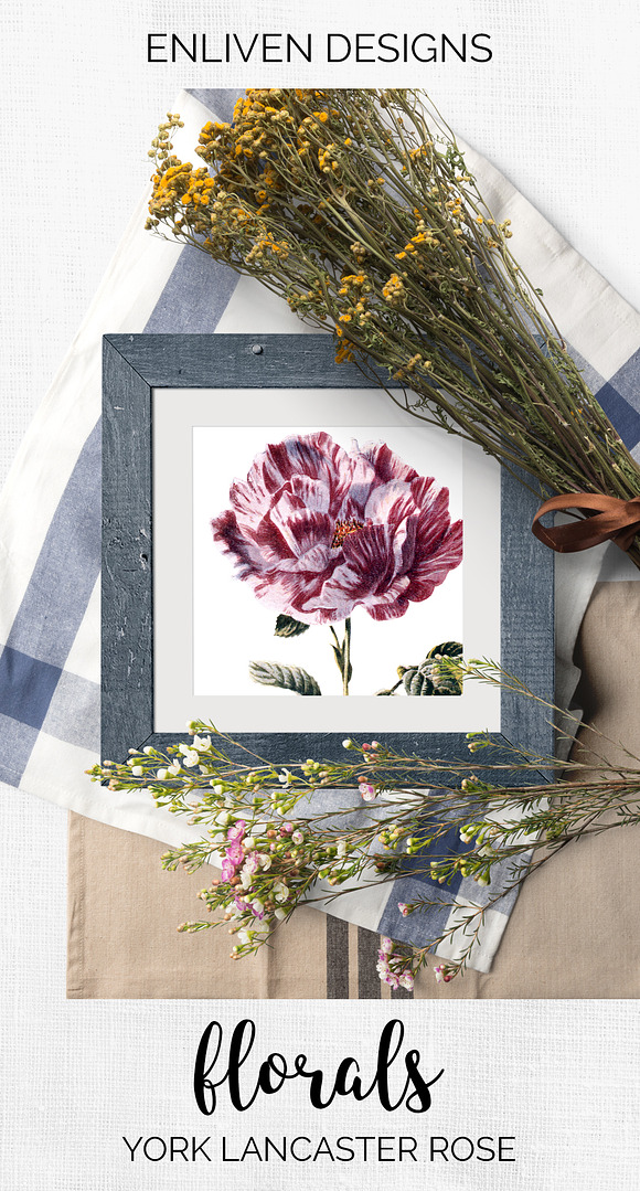 Roses Red Roses in Illustrations - product preview 6
