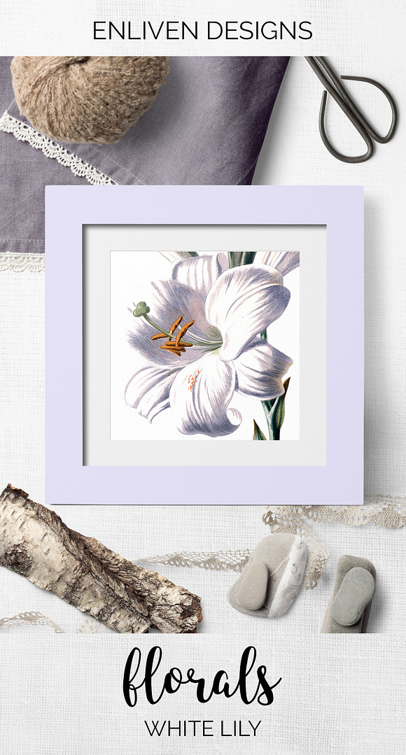 Lily White Flowers Lilies in Illustrations - product preview 7