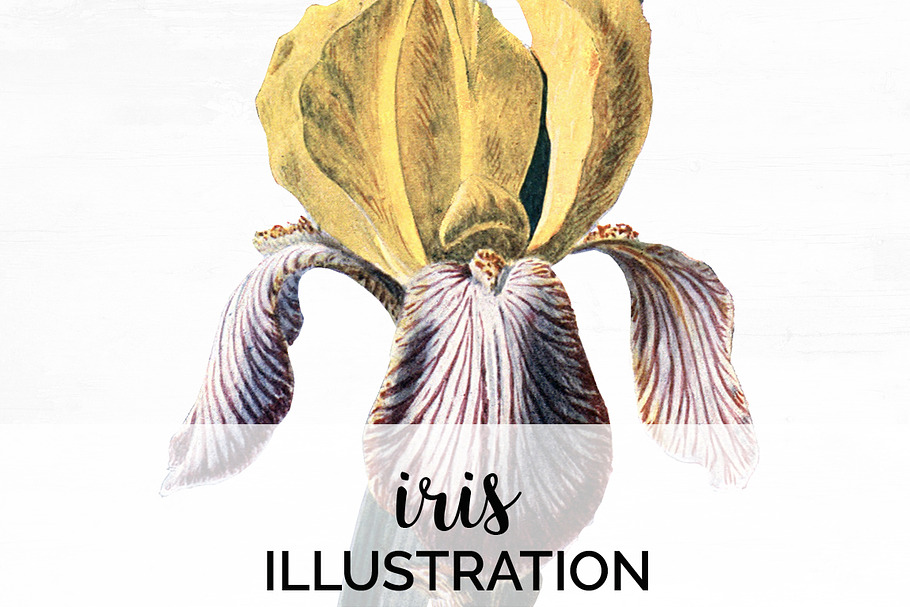 Iris Clipart Flower