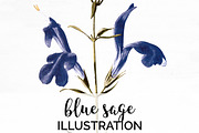 blue sage Vintage Flowers