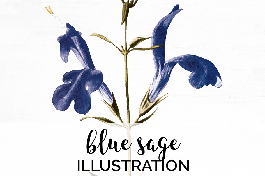 blue sage Vintage Flowers in Illustrations - product preview 8