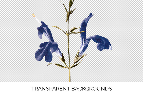 blue sage Vintage Flowers in Illustrations - product preview 2