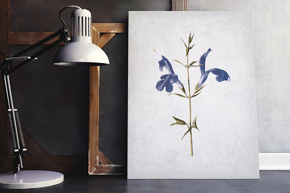 blue sage Vintage Flowers in Illustrations - product preview 3