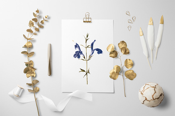 blue sage Vintage Flowers in Illustrations - product preview 5