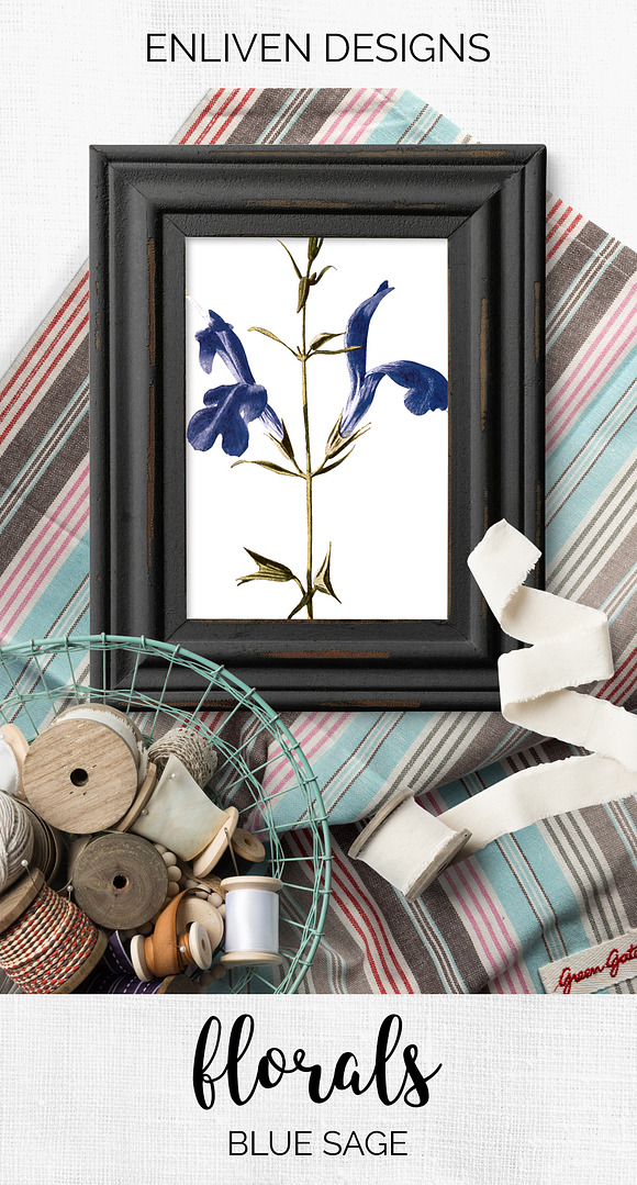 blue sage Vintage Flowers in Illustrations - product preview 7