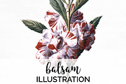 Balsam Vintage Flowers