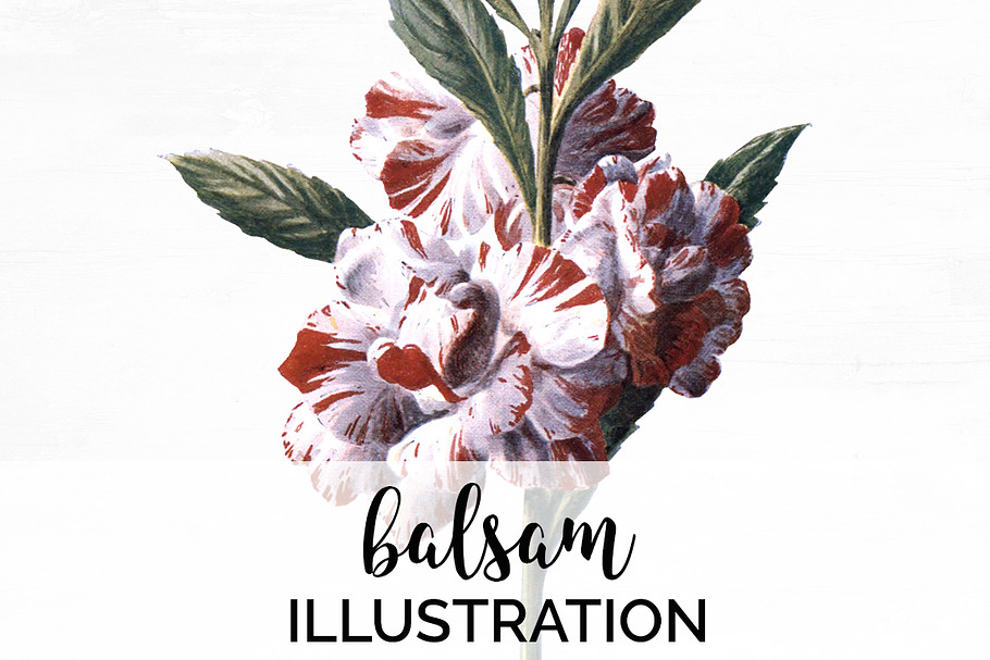 Balsam Vintage Flowers in Illustrations - product preview 8