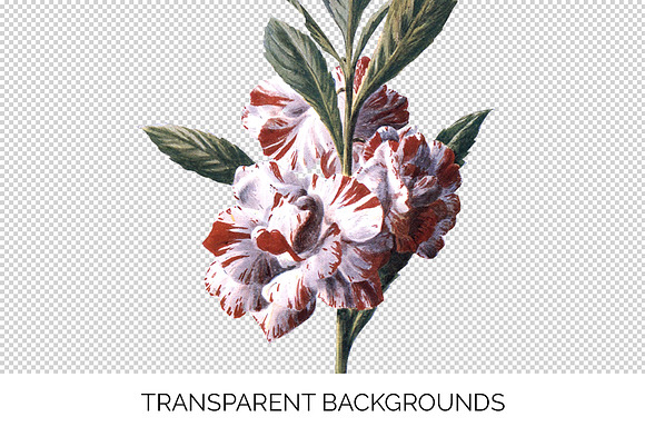 Balsam Vintage Flowers in Illustrations - product preview 2