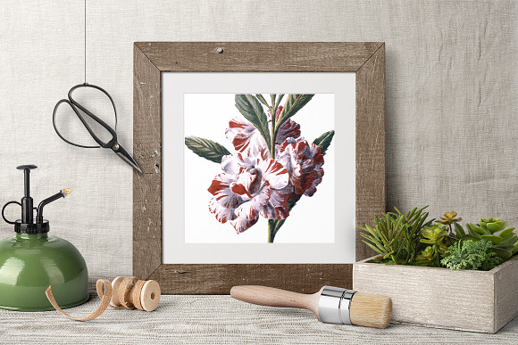 Balsam Vintage Flowers in Illustrations - product preview 3