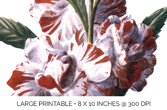 Balsam Vintage Flowers in Illustrations - product preview 4