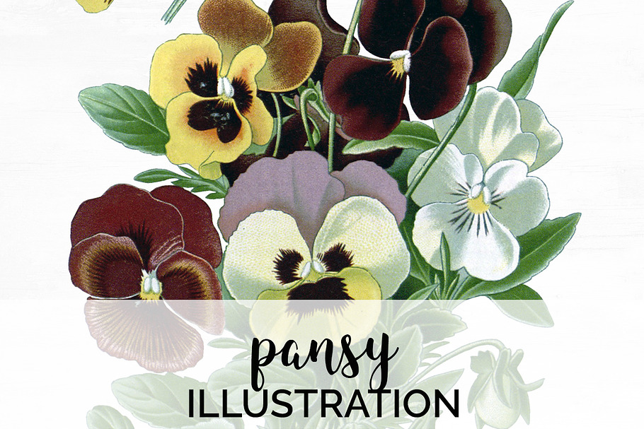 Pansy Clipart Flowers