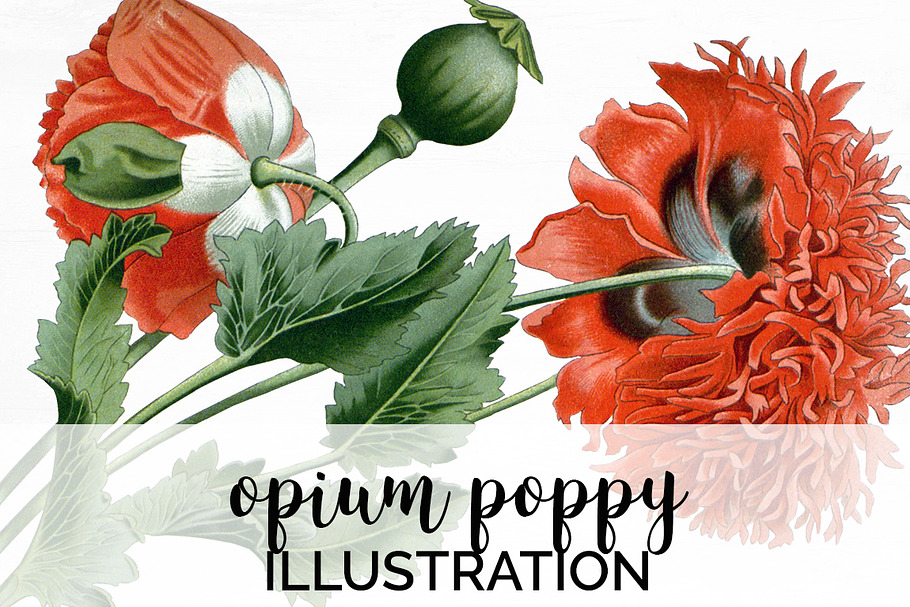 Opium Poppy Vintage Flowers in Illustrations - product preview 8
