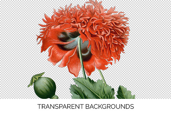 Opium Poppy Vintage Flowers in Illustrations - product preview 2