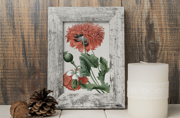 Opium Poppy Vintage Flowers in Illustrations - product preview 5