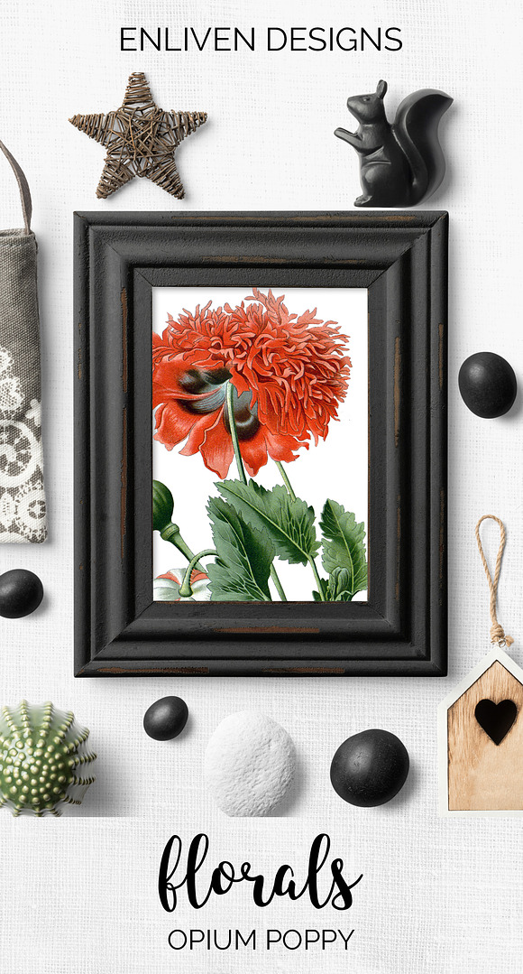 Opium Poppy Vintage Flowers in Illustrations - product preview 7