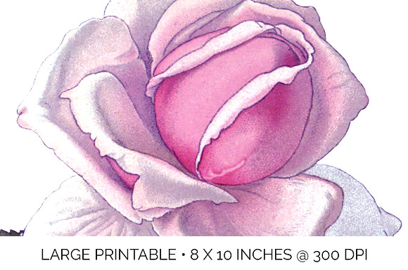 Roses Pink Roses in Illustrations - product preview 4