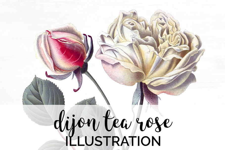 dijon tea rose Vintage Flowers in Illustrations - product preview 8