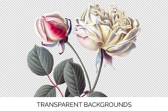 dijon tea rose Vintage Flowers in Illustrations - product preview 2