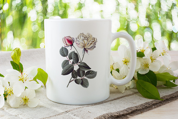 dijon tea rose Vintage Flowers in Illustrations - product preview 3