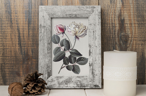 dijon tea rose Vintage Flowers in Illustrations - product preview 6