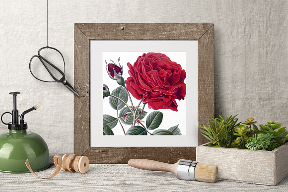 Roses Red Roses in Illustrations - product preview 1