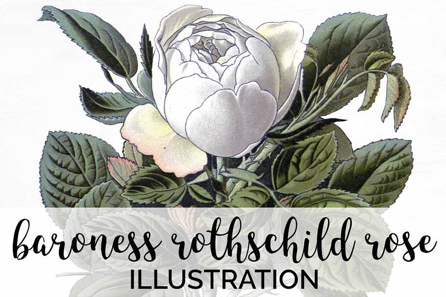 baroness rothschild rose Vintage in Illustrations - product preview 8
