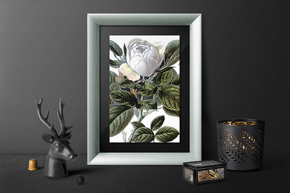 baroness rothschild rose Vintage in Illustrations - product preview 1