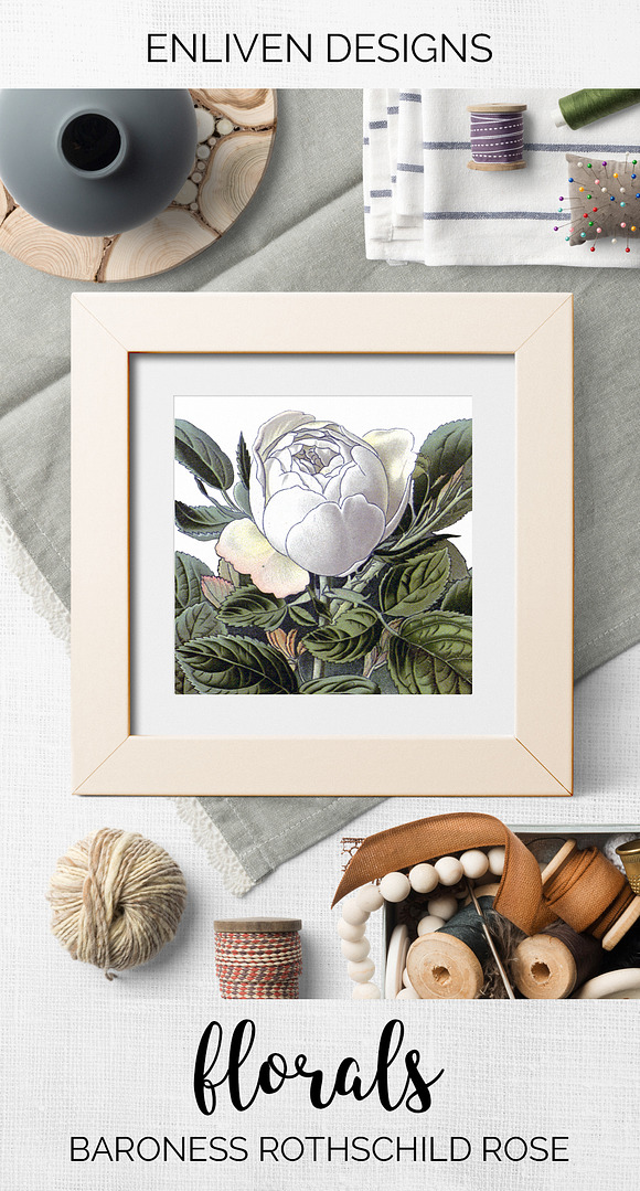 baroness rothschild rose Vintage in Illustrations - product preview 7