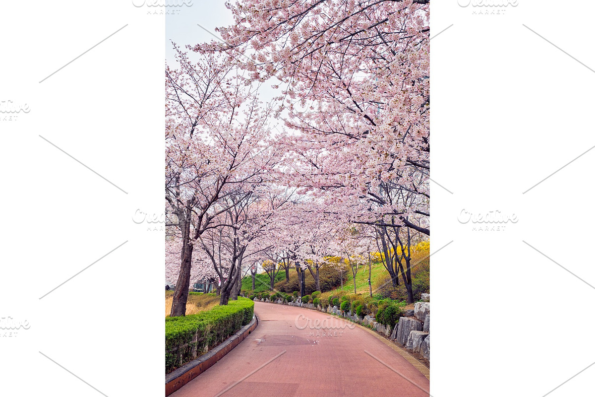 Blooming sakura cherry blossom alley in Graphics - product preview 8