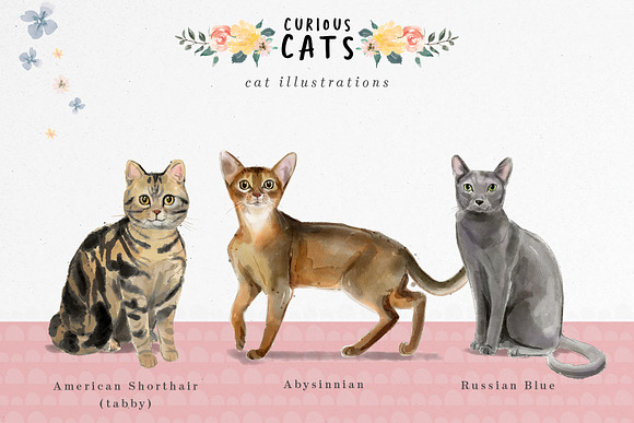 Curious Cats - Cat illustrations in Illustrations - product preview 1