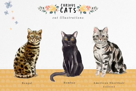 Curious Cats - Cat illustrations in Illustrations - product preview 2