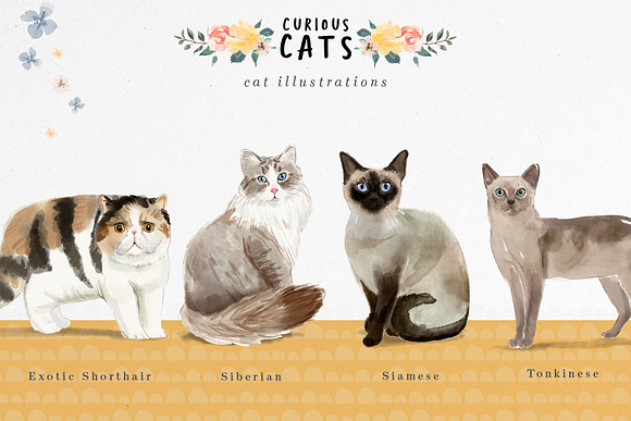 Curious Cats - Cat illustrations in Illustrations - product preview 8
