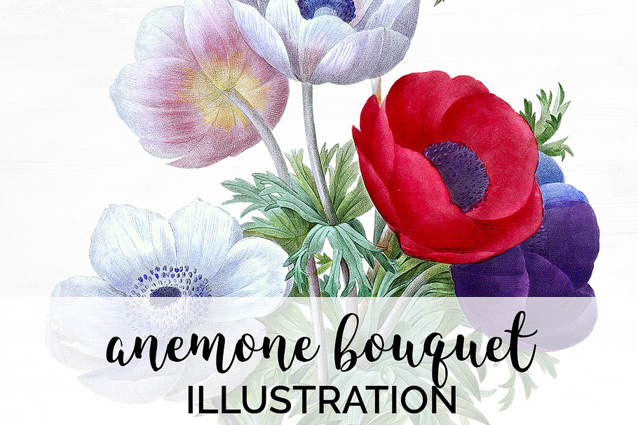 Anemone Flower in Illustrations - product preview 8