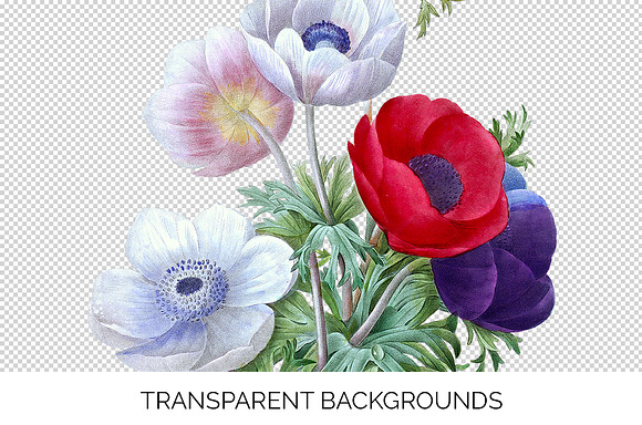 Anemone Flower in Illustrations - product preview 2